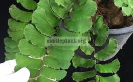 Adiantum-capillus-veneris-30-