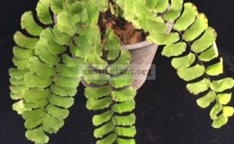 Adiantum-capillus-veneris-30