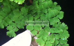 Adiantum-concinnum-35-1