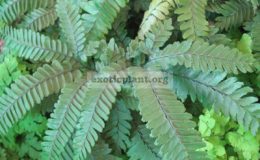 Adiantum-pedatum-