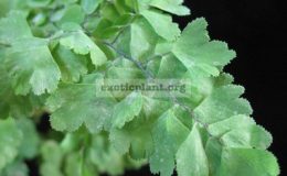 Adiantum-raddianum-cv.-Tuffy-Tips