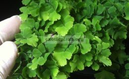 Adiantum-tenerum-cv-Bassoniae-35