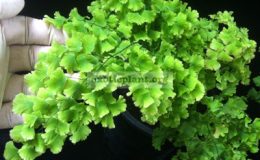 Adiantum-tenerum-cv-Farleyense-35