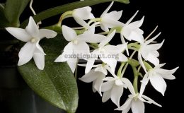 Aerangis-articulata