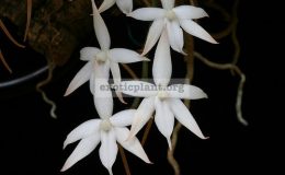 Aerangis-biloba