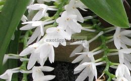 Aerangis-hyaloides
