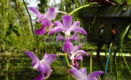 Aerides-crassifolia