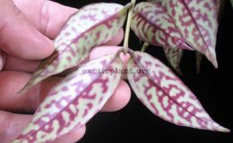 Aeschynanthus-Red-Herring-