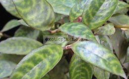 Aeschynanthus-Red-Herring