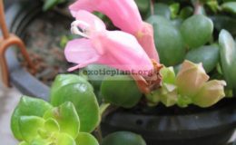 Aeschynanthus-Sweet-Heart