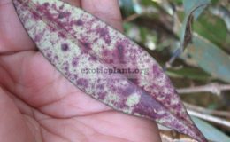 Aeschynanthus-sp.713-Phu-Rue-purple-leaf-Thailand-