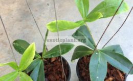 Agapetes-megacarpa-pink-45-