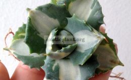 Agave-isthmensis-‘Ohi-Raijin-Shiro-Nakafu’-20-30