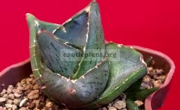 Agave-pumila-1200-с-деткой