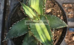 Agave-titanota-‘Solar-Eclipse’-70