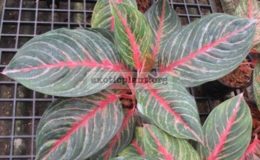 Aglaonema-Amnat-Charoen-550