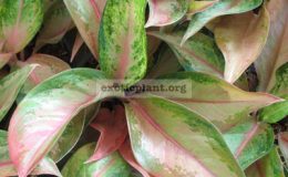 Aglaonema-Amorn-Rattana-Gosin-22