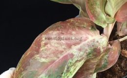 Aglaonema-Amorn-Rattana-Gosin-variegated-50-