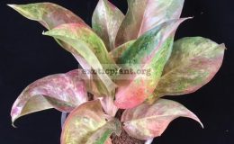 Aglaonema-Amorn-Rattana-Gosin-variegated-50