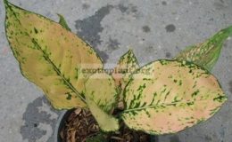 Aglaonema-Bai-Thong-Tae-14