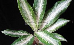 Aglaonema-Ballang-Kaew-22