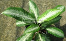 Aglaonema-Ballang-Ngern-16