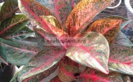 Aglaonema-Ballung-Sethee-15