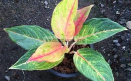 Aglaonema-Ballung-Thong-23-