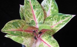 Aglaonema-Bangkok-Delight-700-
