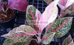 Aglaonema-Bangkok-Pink-22