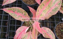 Aglaonema-Baramee-Rungroeng-14