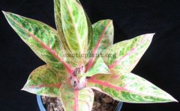 Aglaonema-Bekita-700-