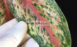 Aglaonema-Benjarong-20-