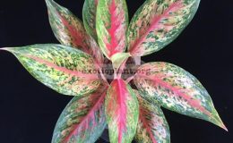 Aglaonema-Benjarong-20