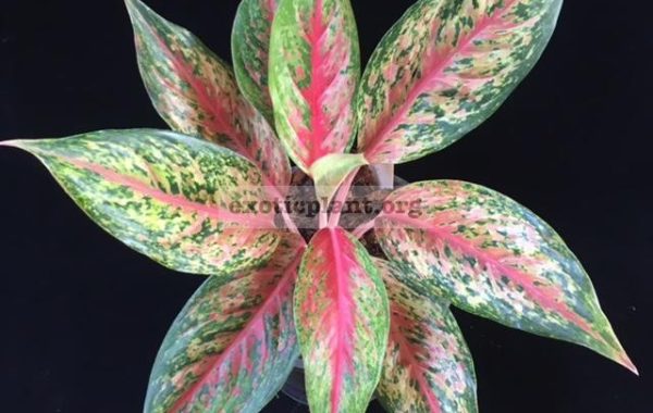 Aglaonema-Benjarong-20