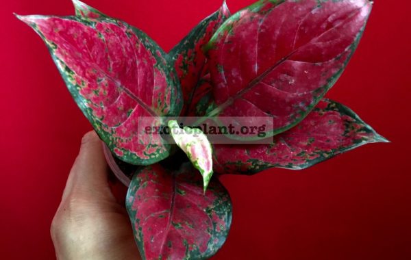 Aglaonema Black Unyamanee 35
