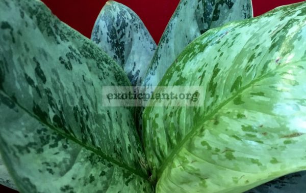 Aglaonema-Blue-Miracle-cataloque