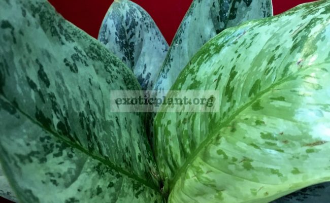 Aglaonema-Blue-Miracle-cataloque