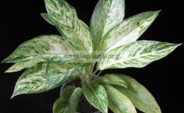 Aglaonema-Choke-Kao-Chan-25-