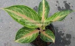 Aglaonema-Choke-Pai-Sarn-12