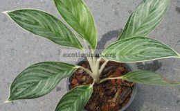 Aglaonema-CoryF1-20