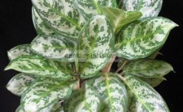 Aglaonema-Dawns-Delight-20