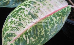 Aglaonema-Donna-Carmen-800-
