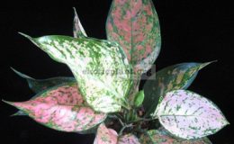 Aglaonema-Duang-Sethee-12