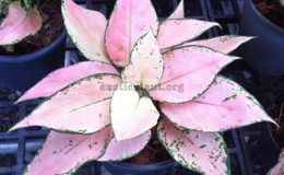 Aglaonema-Dynamic-20
