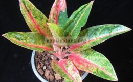 Aglaonema-Golden-Sand-800-