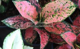 Aglaonema-Gumlai-Petch-20