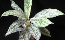 Aglaonema-Jiraporn-Starlight-20