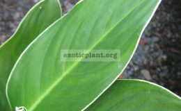 Aglaonema-Kanchana-Jade-800-