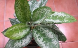 Aglaonema-Katha-Ngern-800-